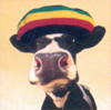 Description : D:\Site Perso\vrac\vachereggae.jpg
